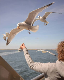 Möwen werden gefüttert fotografie für Unternehmen - Teaserbild